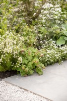 Border with Geranium macrorrhizum 'Spessart', Erica australis 'Polar Express', Myosotis sylvatica and Anthriscus sylvestris 'Ravenswing'