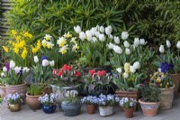Assorted pots and kettles planted with white Tulipa 'Diana', red Greigii tulips, Narcissus 'Smiling Sun' and 'Sweetness', hyacinths, grape hyacinths and Viola 'Sorbet Marina'.