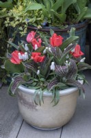 A pot planted with red Greigii tulips mixed with white grape hyacinths, Muscari 'Siberian Tiger'.