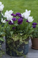 'White Dream' tulips mixed with maroon 'Alison Bradley' tulips, in vintage copper pot.