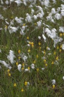 Bog Asphodel - Narthercium ossifragum with Eriophorum angustifolium - Cotton grass on Dartmoor, UK