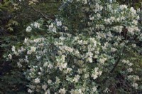 Eucryphia glutinosa - Brush Bush or Nirrhe