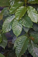 Coffea canephora - Coffee plant