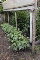 Roof shelter of polythene to prevent rain wetting leaves of Tomatoes - Solanum lycopersicum and so prevent late blight disease - Phytophthora infestans. French Beans - Phaseolus vulgaris planted outside protected area