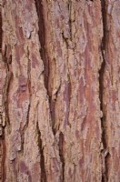 Calocedrus decurrens -  tree bark of the Incense Cedar
