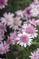 Argyranthemum 'Madiera Crested Pink'