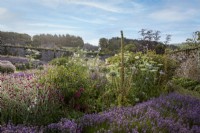 Bee friendly walled garden with rows of Lavender and Lychnis coronaria, Rose Campion, Ammi majus and foxgove seed heads in mid summer
