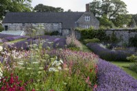Bee friendly walled garden with rows of Lavender, Lychnis coronaria and Ammi majus, in mid summer