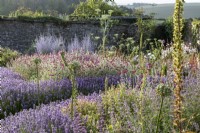 Bee friendly walled garden with rows of Lavender and Lychnis coronaria, Rose Campion, Ammi majus, allium and foxgove seed heads in mid summer