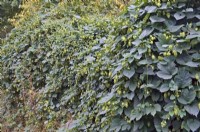 A garden hedge of Hops for picking - Humulus lupulus