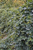 A garden hedge of Hops for picking - Humulus lupulus