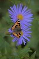 Aster x frikartii 'Monch' with Small Tortoiseshell butterfly - Aglais urticae pollinating