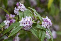Daphne bholua 'Jacqueline Postill', an evergreen shrub bearing strongly fragrant flowers in winter, from February.