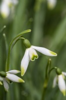 Galanthus 'Green Arrow', a late, tall snowdrop with charming neat flowers held on short pedicels. Petals are green tipped: skirt has green to yellow markings.