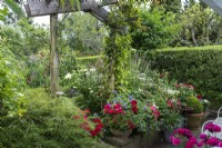 A wooden arch frames views of a border, at its feet hardy geranium, astrantia and pots of red geranium.