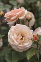 Rose of the Year 2020 - Rosa 'Sweet Honey' - 'Kormescaso'