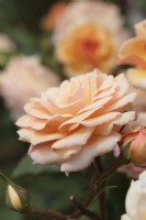 Rose of the Year 2020 - Rosa 'Sweet Honey' - 'Kormescaso'