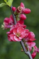 Chaenomeles speciosa 'Versicolor Lutescens', Japanese quince, a thorny, deciduous, wide-spreading shrub with clusters of pretty flowers in spring.