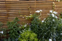 Leucanthemum 'Wirral Supreme', Pittisporum 'Nanum' in summer border with contemporary wooden fence