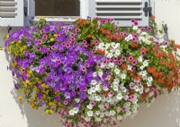 Annual mix in window box, summer July