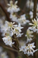 Daphne bholua, Nepalese paper plant, a shrub with clusters of richly fragrant white flowers, flushed pale pink, in winter.