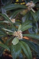 Eriobotrya japonica - Japanese loquat