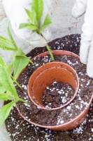Placing semi-ripe cuttings into a mix of potting compost and perlite