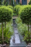 A contemporary rill descends the front garden, flanked by privet standards, Ligustrum delavayii, which are interspersed with low-growing clumps of Carex 'Ribbon Falls'.