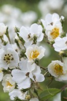 Rosa 'Rambling Rector', a vigorous rambling rose bearing masses of white single flowers with golden stamens.
