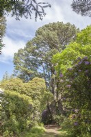 View along path in Victorian Arboretum to Champion Pinus radiata syn. Monterey pine.  Flowering Rhododendrons. 