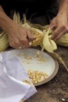 Home saving seed from an open pollinated - non F1 hybrid sweet corn - Zea mays cultivar
