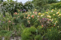 A border planted with yellow Rosa 'The Poet's Wife' and orange Rosa 'Lady of Shalott'. Behind, a pergola dripping with Rosa 'Adelaide d'Orleans'.