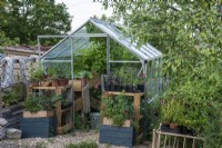 Free-standing greenhouse packed with young vegetables, herbs and a vine.