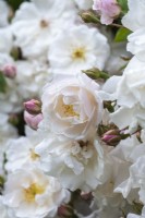 Rosa 'Adelaide d'Orleans', a rambling rose with sprays of small pink buds that open to creamy white flowers that fade with age.