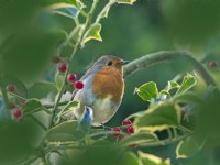 Robin Erithacus rubecula on branch in  Ilex - holly tree Mid October