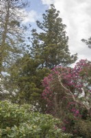 View towards Metasequoia glyptostroboides syn. dawn redwood, Chinese water-fir. Mid-Victorian arboretum in spring. Flowering Rhododendron arboreum.