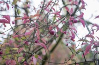 Euonymus alatus syn. Euonymus europaeus, spindle tree, winged spindle, burning bush. Pink autumn leaves and fruits. 