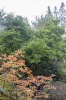 View towards Champion Magnolia kobus syn. northern Japanese Magnolia amongst Autumn woodland. 