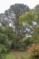 View along path in Arboretum towards Champion Pinus radiata syn. Monterey pine. 