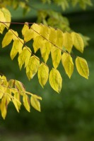Gymnocladus dioica - Kentucky coffee tree foliage in autumn