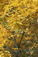 Carya pallida - Sand hickory tree foliage in autumn