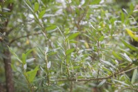 Crinodendron hookerianum - Tricuspidaria lanceolata -  Chilean lantern tree - young tree - October. Juvenile flower-buds. 