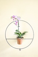 Phalaenopsis cv, moth orchid in a Nkuku circular plant holder