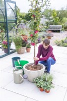 Woman planting Malus 'Neville Copeman' - Crab apple in large container