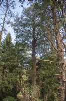 View towards 2 specimens of Pseudotsuga menziesii - Douglas fir. Spring. Pinetum.