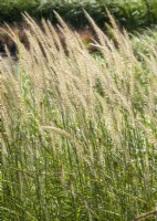 Pennisetum orientale Fairy Tails, summer August