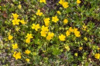 Potentilla aurea, spring May
