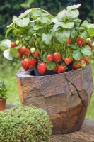 Marnie Moyle wood planter with strawberries, Fragaria ananassa