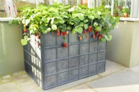 Large lead planter filled with fruiting strawberry plants