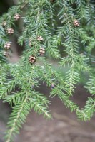 Tsuga heterophylla - western hemlock - spring. Leaves. Ripe, brown cones. Young, female, plum-purple cones. conifer, evergreen, plant portrait, 